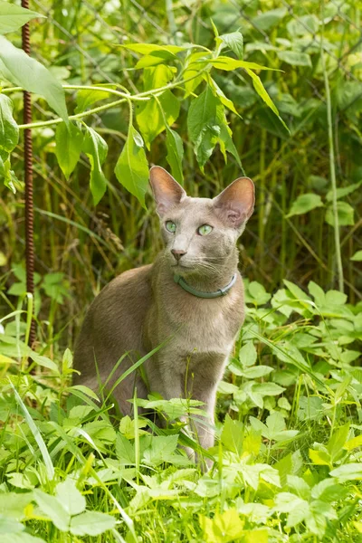 Oriental Shorthair Gray Cat In Summer Park. — Stock Photo, Image