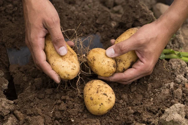 新鮮なジャガイモを選ぶ若い農夫の手. — ストック写真