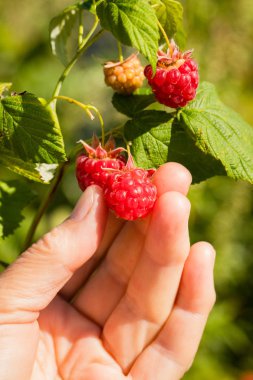 El toplamak Paspberries Bahçe tarım.