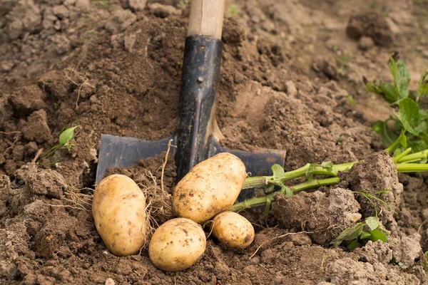 Gartenschaufel im Boden mit reifen Kartoffeln. — Stockfoto