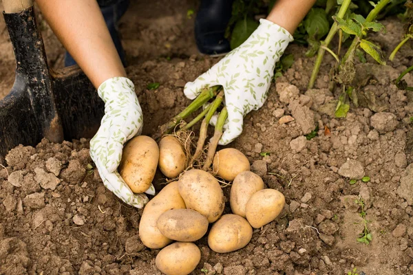 Samice zemědělce držet zralé žluté brambory na zeleninové zahradě. — Stock fotografie