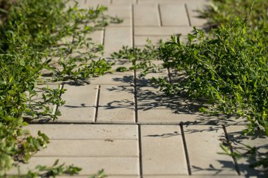 Çim yaz bahçesinde olan yol döşeme.