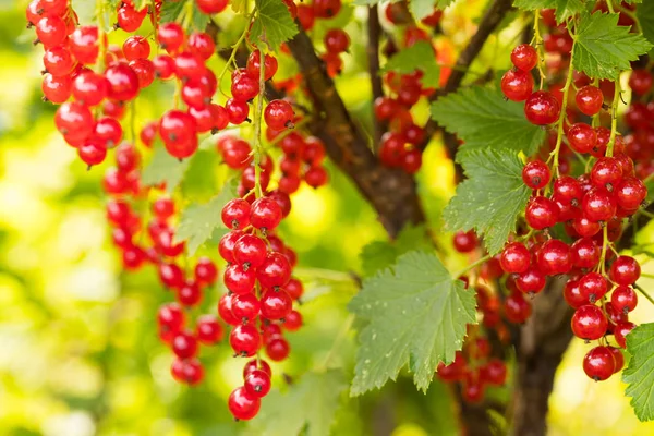 Röda vinbär växer i trädgården. — Stockfoto