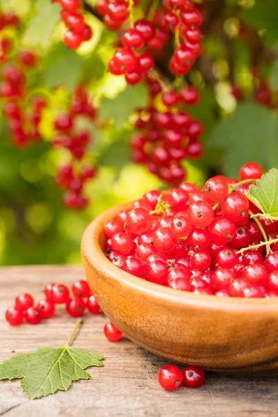 Bahçe tablo kase kırmızı kuş üzümü.