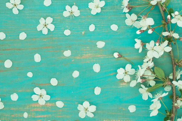 Eski tahta üzerinde kiraz çiçek şube.