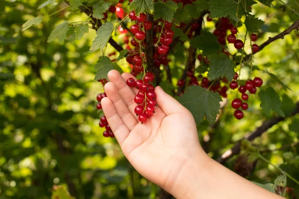 成熟的红色浆果的醋栗在花园里的孩子手上. — 图库照片
