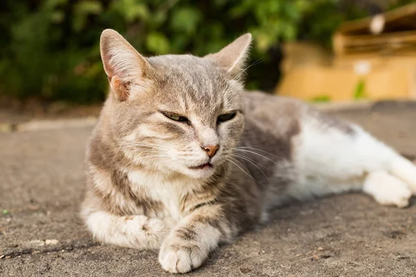 Cins kedi yolun açık gri karışık.