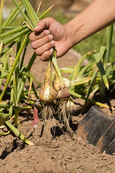 Ręką człowieka rolnik trzymać młode cebule w ogrodzie warzyw. — Zdjęcie stockowe