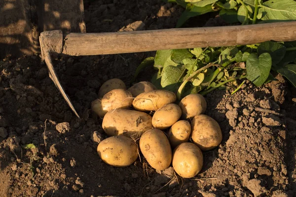 Młode żółte ziemniaki na ziemi. — Zdjęcie stockowe