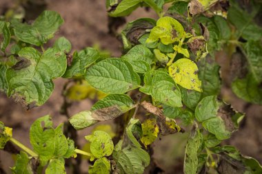 Yaprakları bitki patates Phytophthora kapılmış.