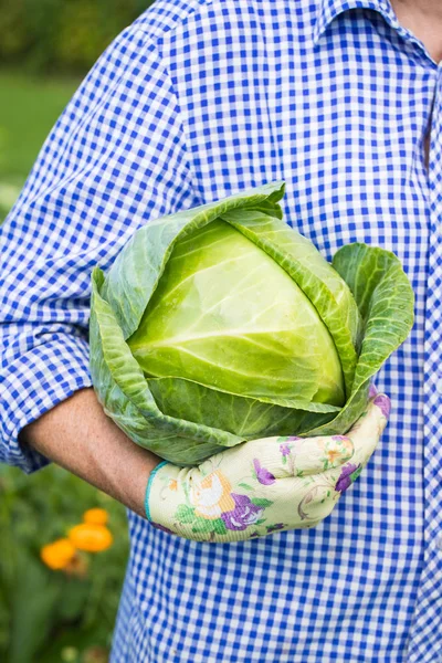Фермер держит в руках зеленую капусту . — стоковое фото