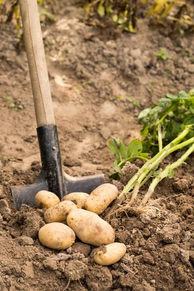 Ogrodowe łopaty w ziemię z dojrzałych ziemniaków. — Zdjęcie stockowe
