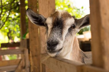 Ahırda kapalı iç kahverengi keçi.
