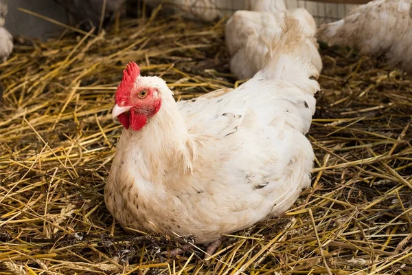 Genç tavuk üzerinde oturup saman ahır içinde. 