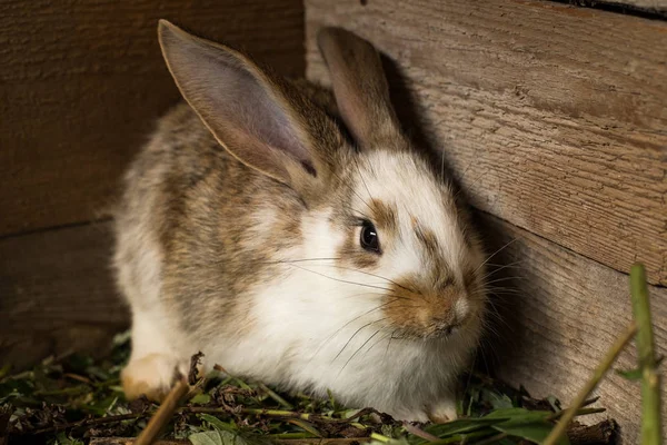 Beyaz ve kahverengi tavşan ahırda oturmak. — Stok fotoğraf