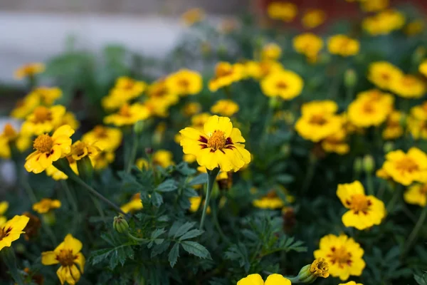 Sarı çiçek Tagetes Tenuifolia çiçek bahçesi.