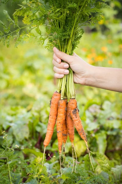 Hand of Farmer Holding Fresh Carrots . — стоковое фото