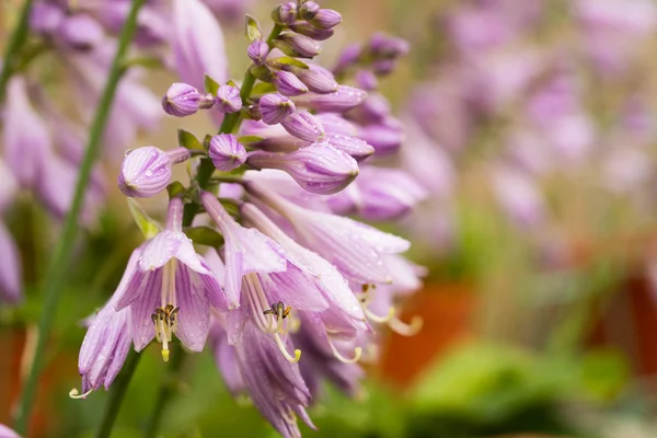 Hosta, çiçekli bitki bahçe içinde güzel çiçekler