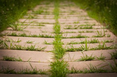 Döşemeleri Park büyüyen çimen.