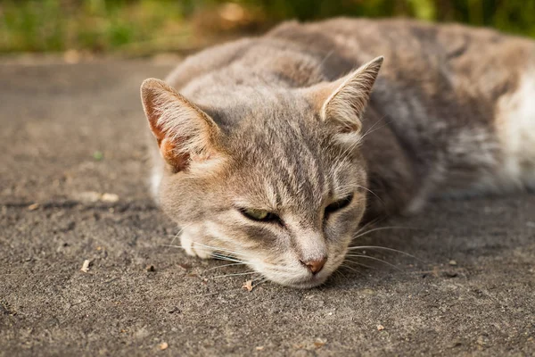 Серая смешанная порода кошка лежит на улице . — стоковое фото