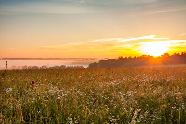 Flor prado en el campo bajo brillante amanecer saturado . — Foto de Stock