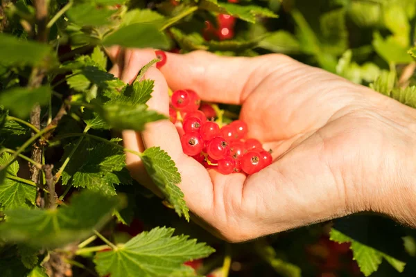 Hand samla röda bär frukt trädgård. — Stockfoto