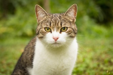 Çim bahçesinde oturan gri ve beyaz kedi.