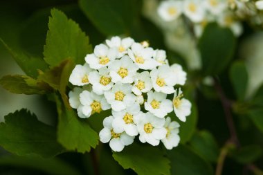 Bahçede çiçek açan alıç (Crataegus bitkisinden).