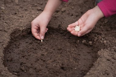 Eller bitki tohum yere bahçede Squash.
