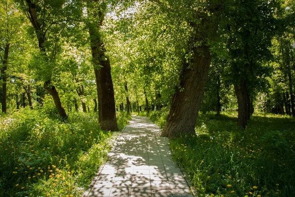 Yol döşeme yol kalın kavak ağaçları Park.