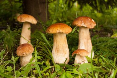Boletus mantarı. Ormanda birçok genç yenilebilir mantar Boletus mantarı yakın büyümek. Hassas mantar.