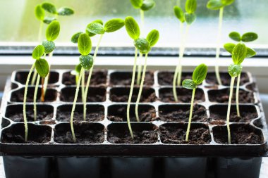Yeni filizi salatalık büyüyen topraktan su damlaları ile yeşil yaprakları ile. Bahçe bahar fide.
