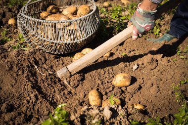 Yetişkin kadın toplama patates patates sahada Hhand.