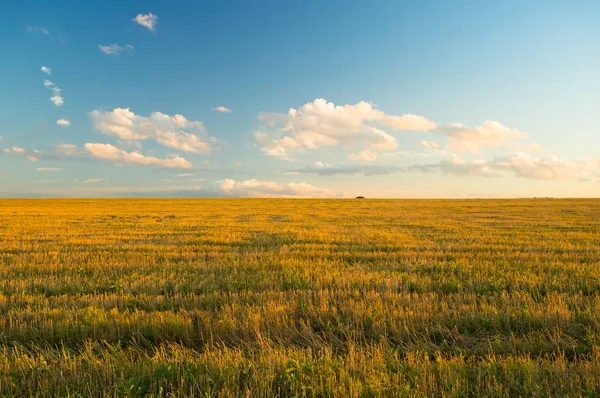 Campo de oro agrícola en el soleado día de otoño . — Foto de Stock