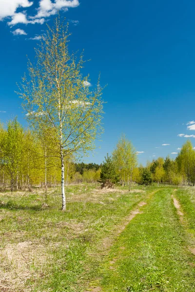 Bahar güneşli manzara mavi gökyüzü arka plan üzerinde.