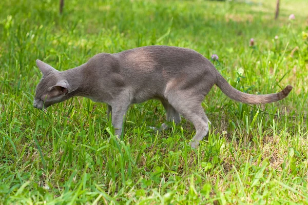 Gatto di razza orientale mangia erba in giardino . — Foto Stock