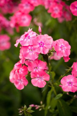 Pembe Phlox çiçek büyümek Flowerbed içinde.