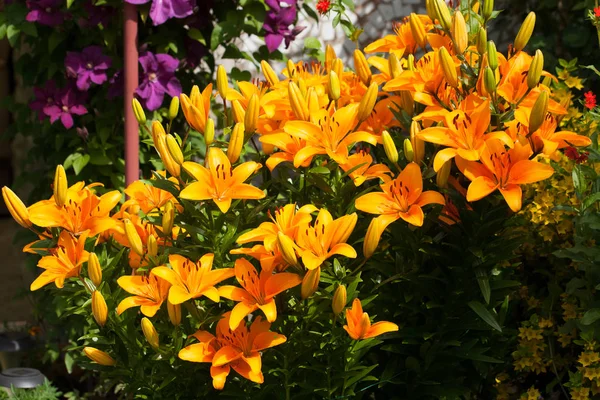 Fiori gialli del vantaggio del giglio nel germoglio del fiore . — Foto Stock