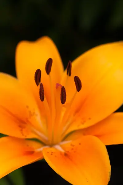 Fiore arancio da vicino in giardino estate . — Foto Stock