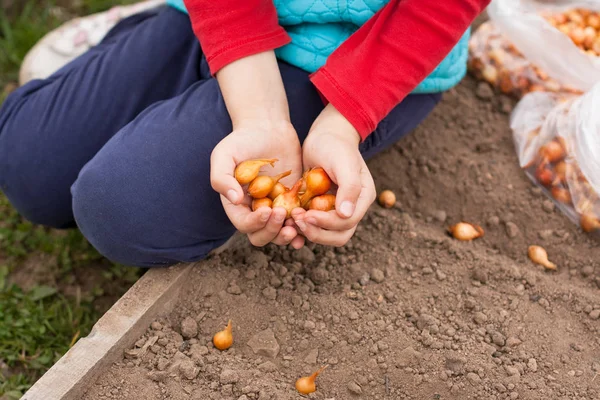 Semi freschi di cipolla sulle mani del bambino di ragazza sui letti in giardino Sp — Foto Stock