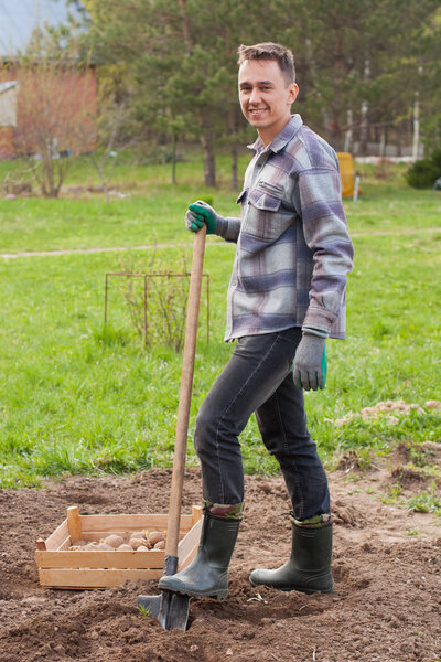 Happy Young Male With Shovel And Wooden Box With Seedling Potato