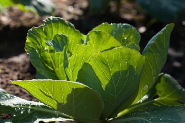 Genç lahana Bahçe yaz yetişmek.
