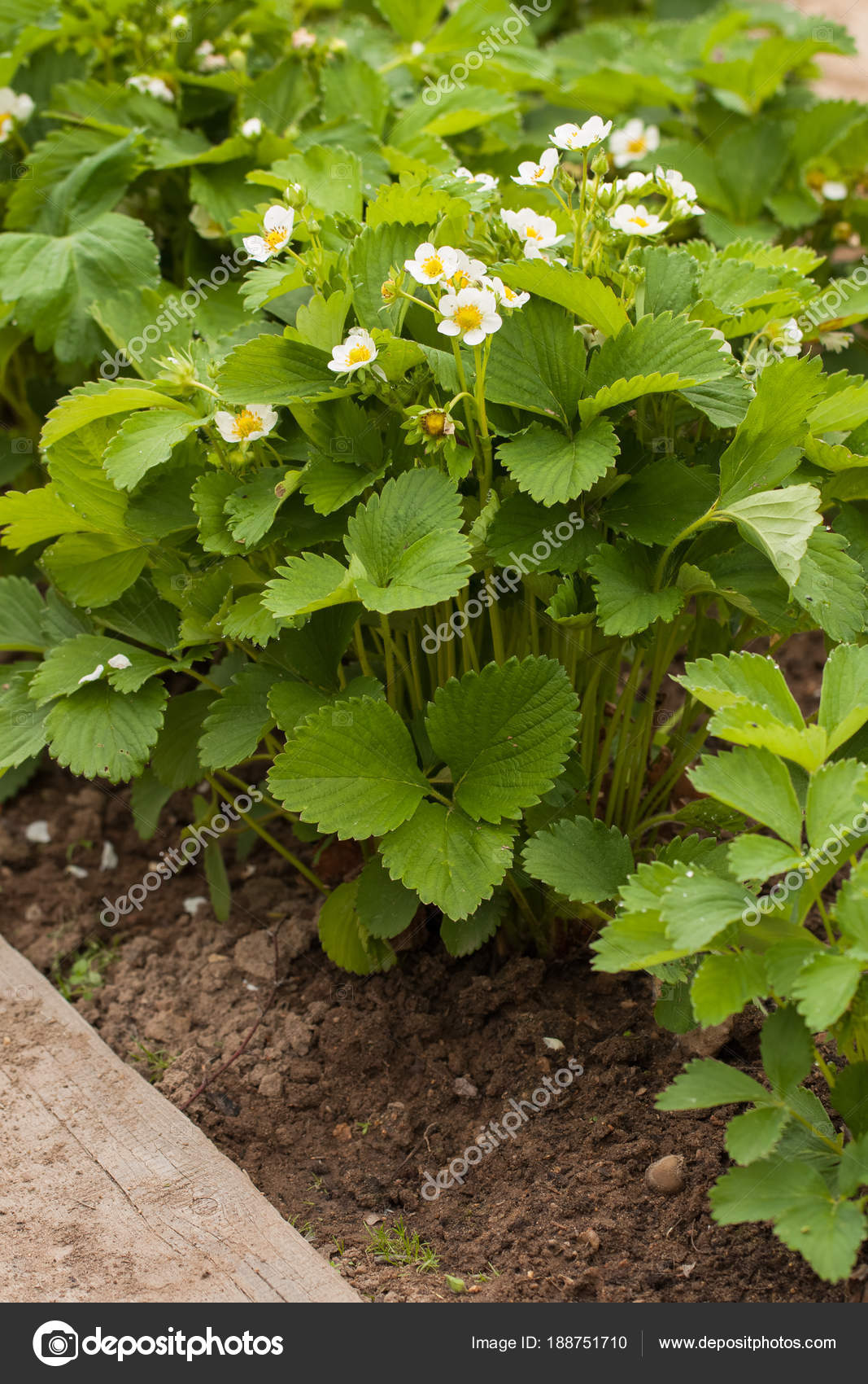 Bush With Flowers Of Strawberry In Garden Bed Stock Photo