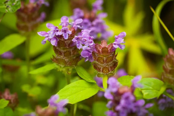 Vackra ängen blommor Prunella Vulgaris. — Stockfoto