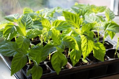 Tohumlarından toprakta bitki biber yaprakları ile büyümek.