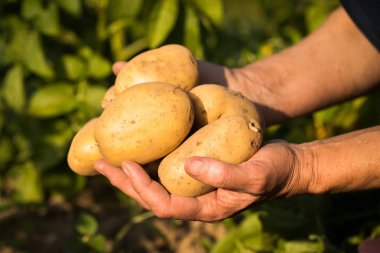 Patates patates alanda kadının ellerinde.