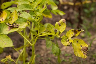 Phytophthora kapılmış patates bitkilerin yaprak.