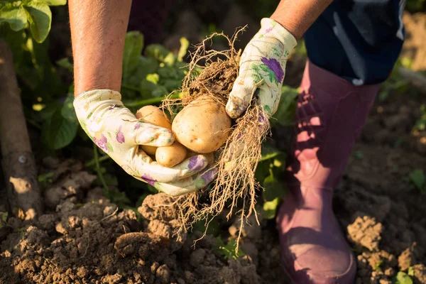 Mani di donna che tiene patate con radici scavate da terra . — Foto Stock