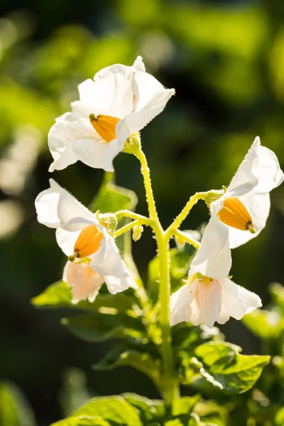Ανθοφορίας λουλούδια πράσινο εαρινός βλαστούς του φυτού της πατάτας. — Φωτογραφία Αρχείου