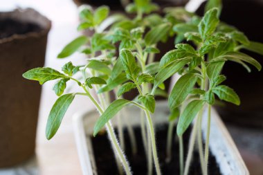 Domates topraktan büyüyen yeşil yaprakları ile genç lahanası.